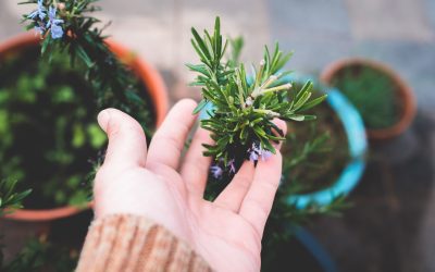 Moestuinieren in potten doe je zo!