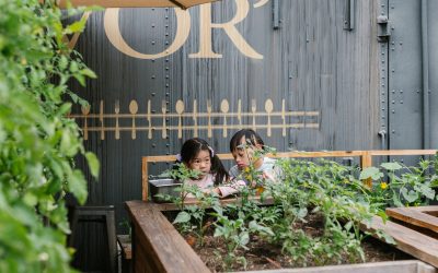 Moestuinieren met meer dan 4 moestuinbakken