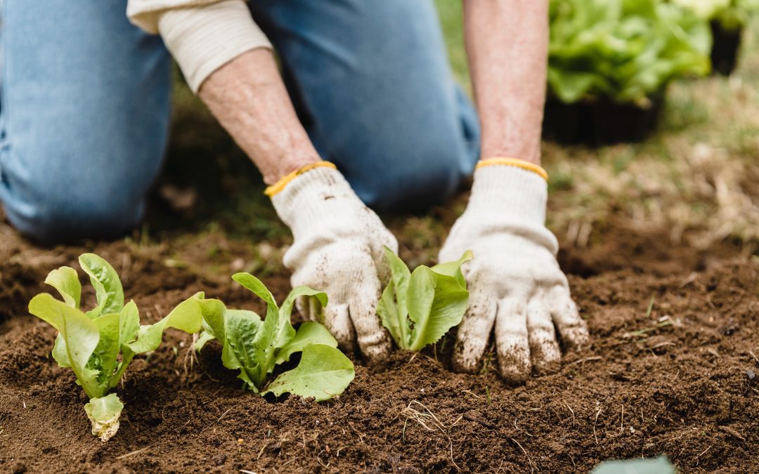 Zaaien of planten…?