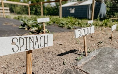 Moestuinieren in volle grond zonder serre (2)