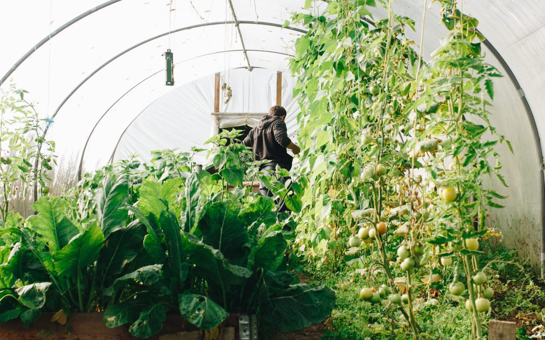 Moestuinieren in volle grond met serre (2)