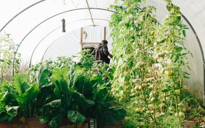 Moestuinieren in volle grond met serre (2)