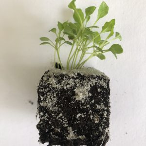 Rucola