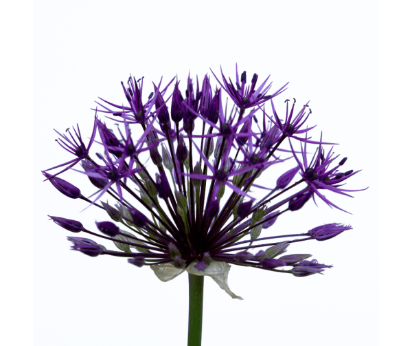 Sterrenlook 'Allium Christophii'