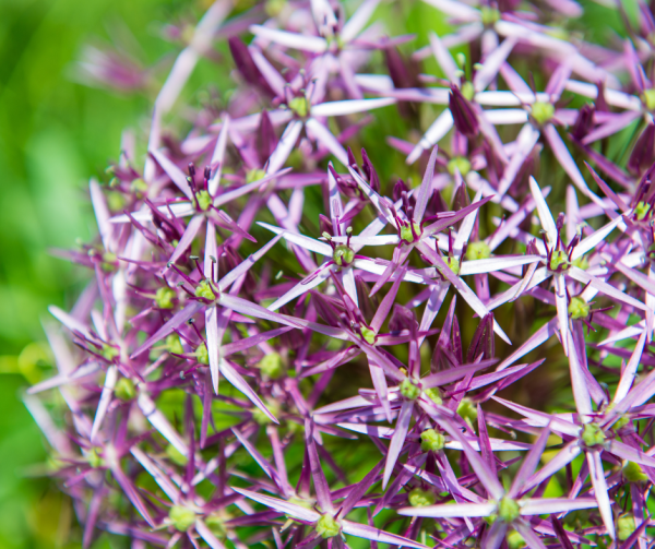 Sterrenlook 'Allium Christophii' - Afbeelding 2