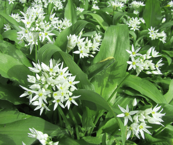 Daslook 'Allium Ursinum' - Afbeelding 2