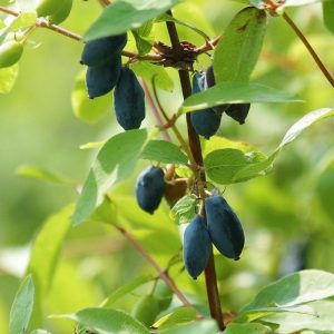 Honingbes - Lonicera c 'Blue Pagoda'