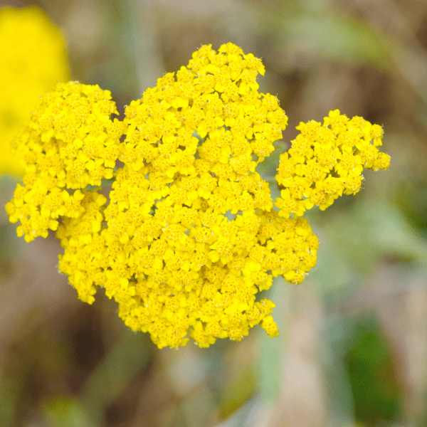 Duizendblad geel