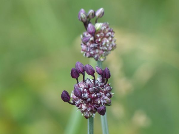 Slangenlook (Allium scorodoprasum 'Art')