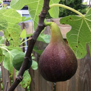 Vijg - Ficus carica 'Bornholms Diamant'