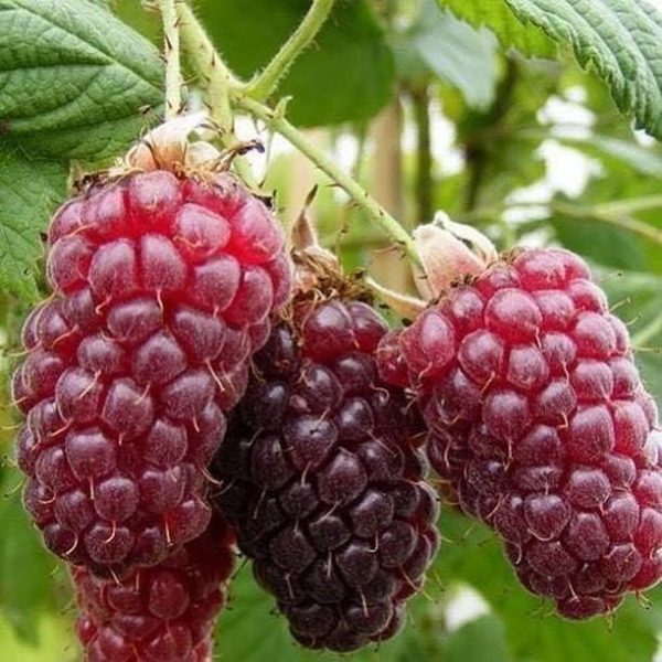 Taybes/Braamboos - Rubus 'Tayberry'