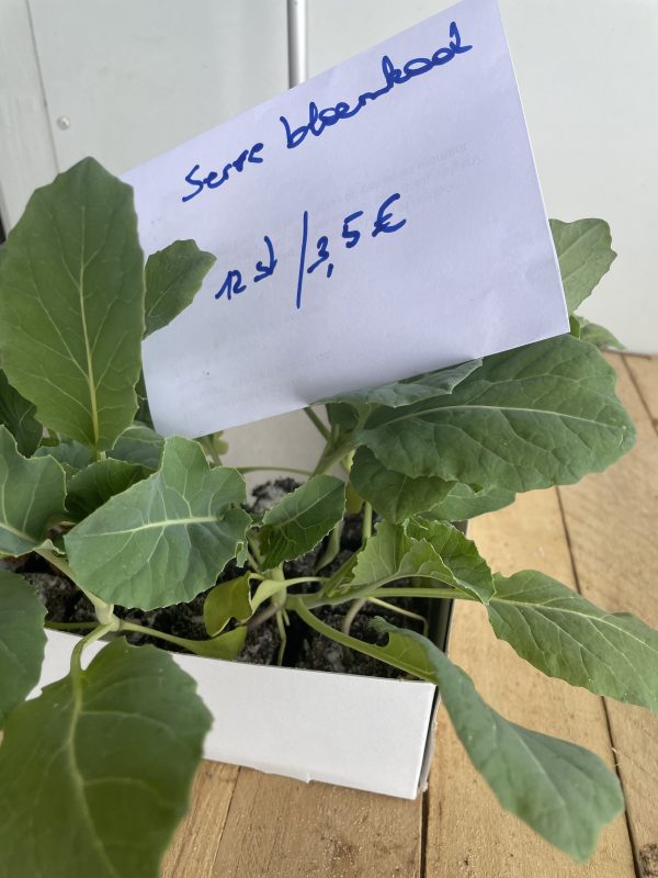 Laatste kansje Bloemkool serre