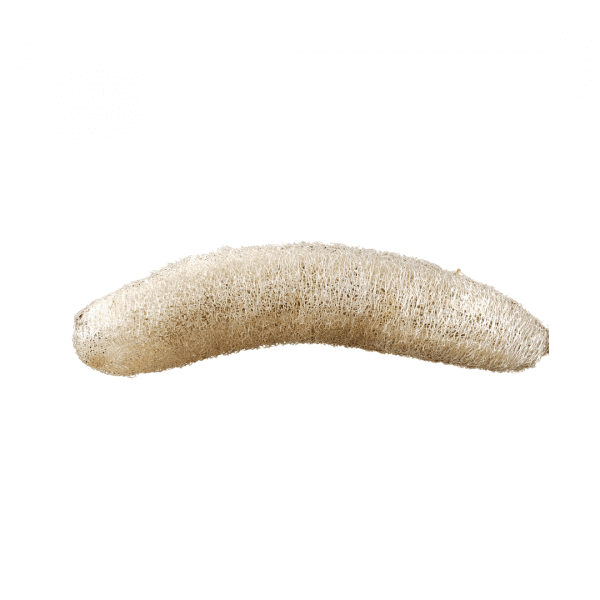 Sponskomkommer 'Luffa' - Afbeelding 3