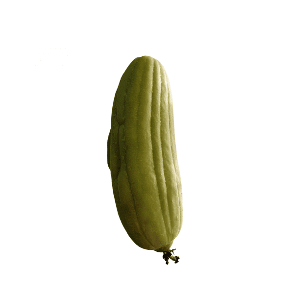 Sponskomkommer 'Luffa'