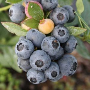 Vaccinium 'Sunshine Blue'